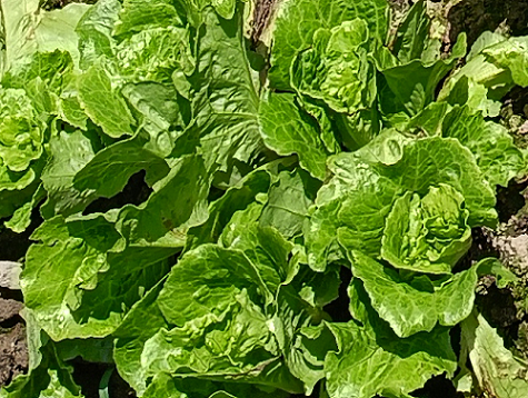 青菜还是白菜？