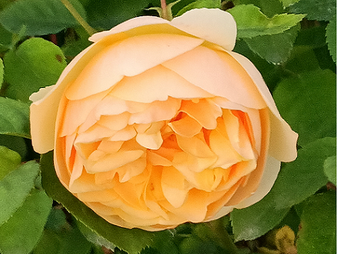 芍药