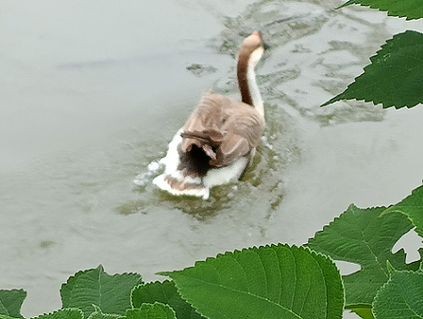 一只鸭子