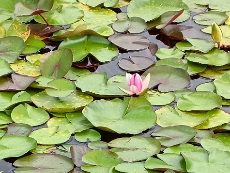 荷花