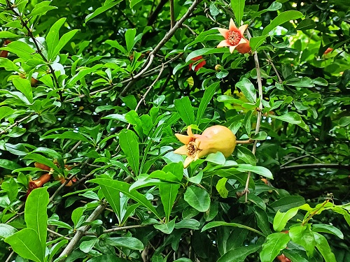 石榴开花结果