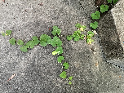 石头缝蹦出的瓜坚强
