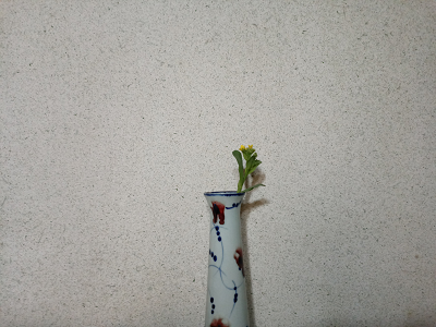 春天的插花